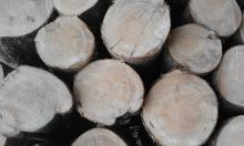 Najbliższe terminy sprzedaży drewna w biurze nadleśnictwa