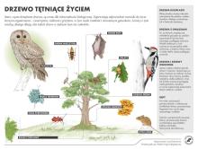 Wytyczne dla ochrony ptasich lęgów
