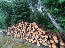 AKTUALNE TERMINY SPRZEDAŻY DREWNA